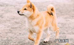 怎么让柴犬狗狗适应刷牙 柴犬狗狗刷牙的好处