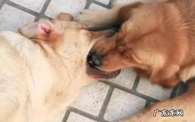 一种社交行为 狗狗嘴对嘴互相咬是什么意思