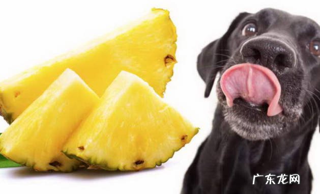 可以 狗狗可以吃菠萝吗
