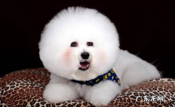 需要 比熊幼犬需要驱虫吗