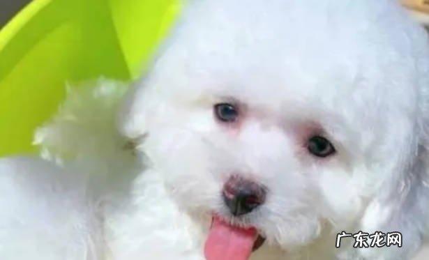 需要 比熊幼犬需要驱虫吗