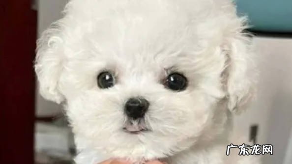 需要 比熊幼犬需要驱虫吗