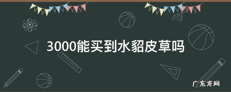 3000能买到水貂皮草吗