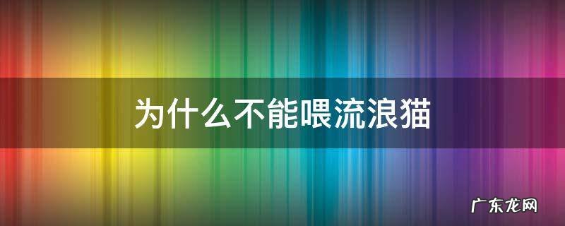 为什么不可以喂流浪猫 为什么不能喂流浪猫