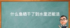 什么鱼晒干了到水里还能活 哪种鱼晒干了还能活