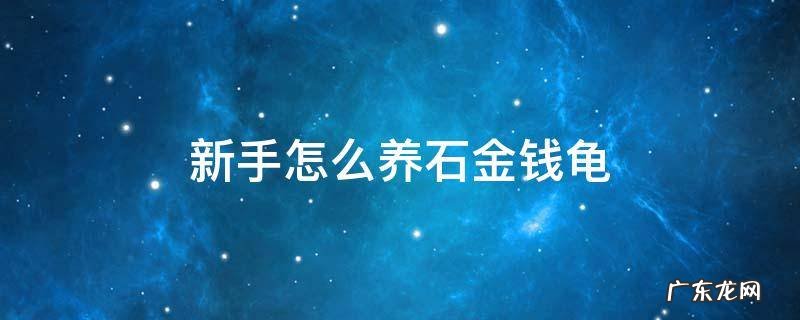 新手怎么养石金钱龟 石头金钱龟怎样养