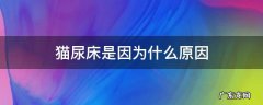 猫尿床是因为什么原因 猫尿床是怎么回事