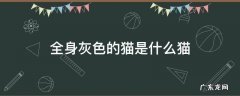 一身灰色的猫是什么猫 全身灰色的猫是什么猫
