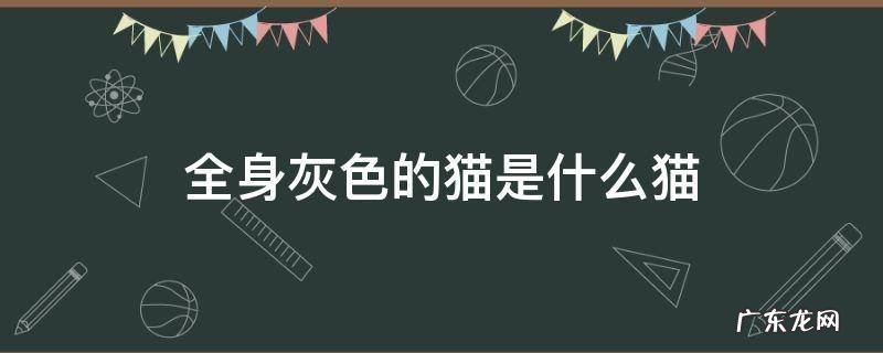 一身灰色的猫是什么猫 全身灰色的猫是什么猫