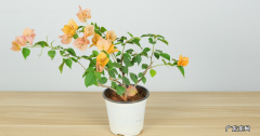 三角梅掉花的解决办法