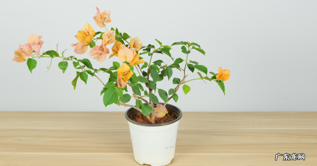 三角梅掉花的解决办法