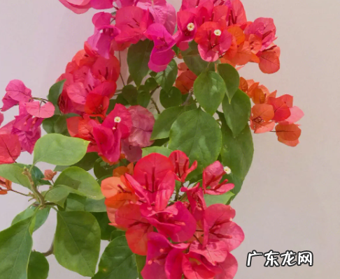 三角梅伤根了怎么办