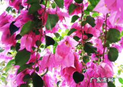 三角梅不开花怎么办 处理方法