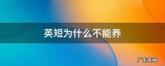 英短为什么不能养 千万不要养英短