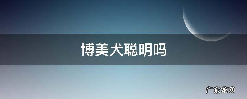 博美犬聪明吗,博美犬智商排名第几 博美犬聪明吗