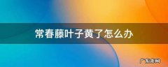 常春藤叶子干枯发黄怎么回事 常春藤叶子黄了怎么办