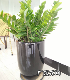 金钱树换盆需要马上浇水吗 换盆后金钱树的浇水技巧