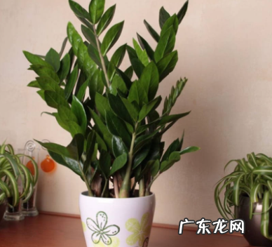 金钱树开花有什么寓意 金钱树的招财摆放位置