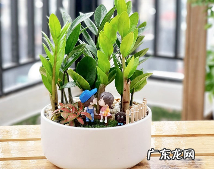 金钱树和摇钱树有什么不同 金钱树的浇水时间