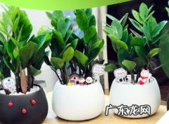 金钱树和摇钱树有什么不同 金钱树的浇水时间