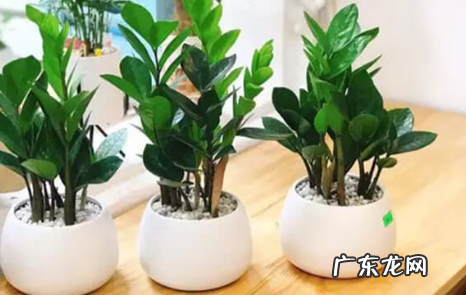 金钱树和摇钱树有什么不同 金钱树的浇水时间