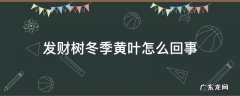 发财树冬季黄叶怎么回事 发财树冬季叶子发黄怎么回事
