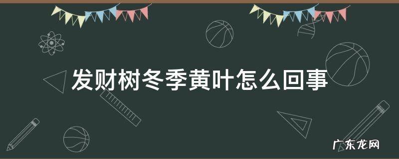 发财树冬季黄叶怎么回事 发财树冬季叶子发黄怎么回事
