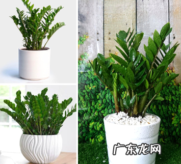 金钱树冬季养殖方法 附防治方法