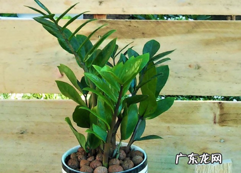 金钱树冬季养殖方法 附防治方法