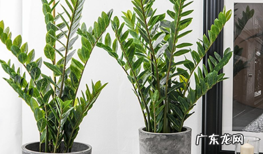 金钱树冬季养殖方法 附防治方法