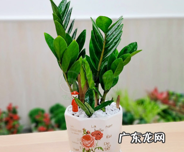 金钱树烂根怎么办 金钱树的生长习性及烂根的原因