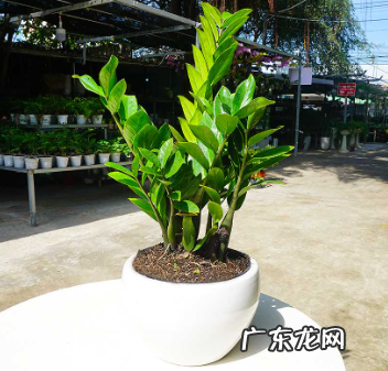 金钱树烂根的原因 怎么处理