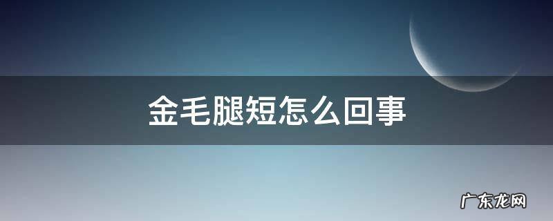 金毛腿短怎么回事 金毛有短腿的吗