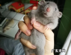 花枝鼠养一只会抑郁吗饲养花枝鼠的注意事项
