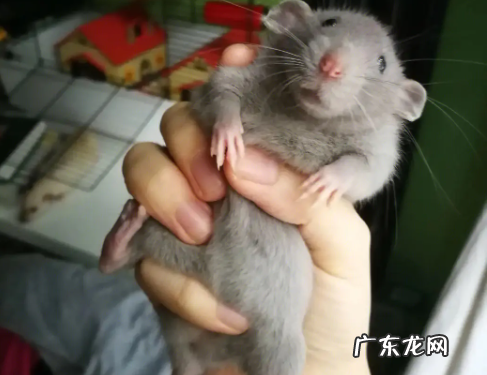 花枝鼠养一只会抑郁吗饲养花枝鼠的注意事项