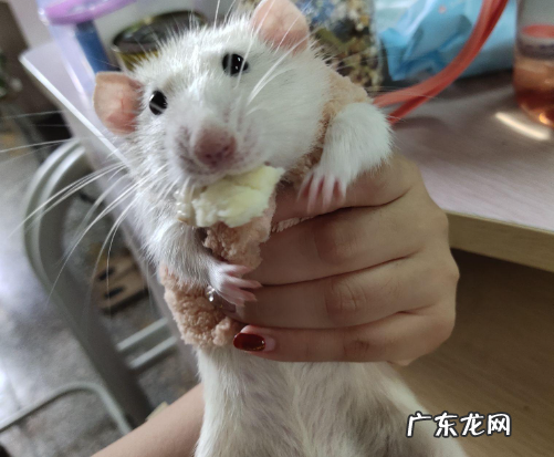 花枝鼠死了多久变硬 花枝鼠的饲养方法