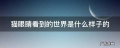 猫眼睛看到的世界是什么样子的 猫眼睛看到的世界是彩色的吗