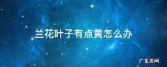 兰花叶子黄了应该怎么办 兰花叶子有点黄怎么办