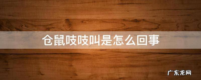 仓鼠一直吱吱吱的叫怎么办 仓鼠吱吱叫是怎么回事