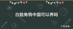 x7144 白脸角鸮中国可以养吗