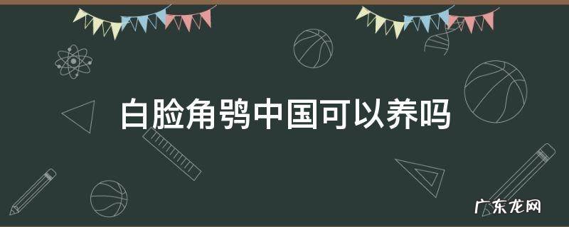 x7144 白脸角鸮中国可以养吗