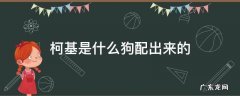 柯基是什么狗配出来的 柯基是怎么配出来的