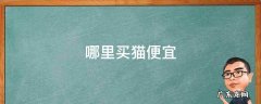 哪里买猫便宜 哪里买猫比较便宜