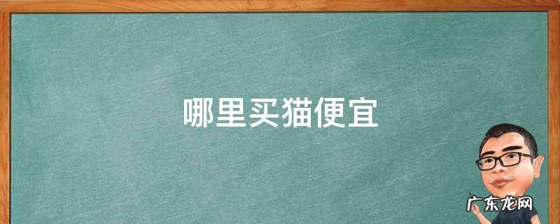 哪里买猫便宜 哪里买猫比较便宜