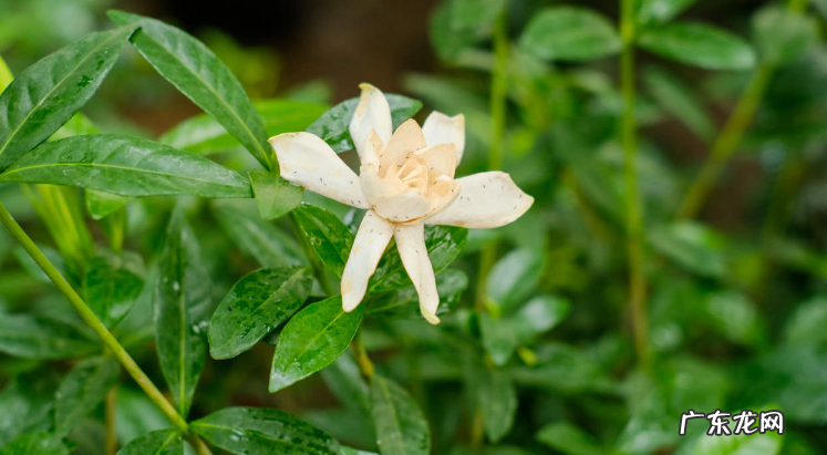 栀子花花骨朵发黑掉落怎么办