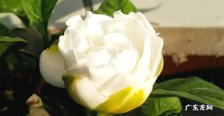 栀子花花骨朵发黑掉落怎么办