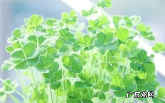 掌握酢浆草的五大养殖方法