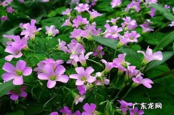 掌握酢浆草的五大养殖方法