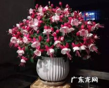 倒挂金钟耐寒多少度 倒挂金钟越冬养护