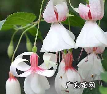 倒挂金钟耐寒多少度 倒挂金钟越冬养护